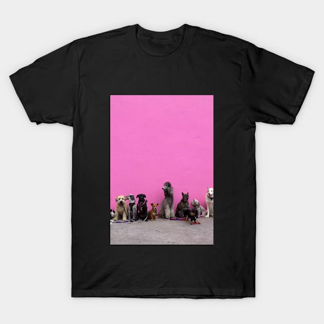 Funny photograph of dogs in a line in front of pink wall in Los Angeles T-Shirt by keeplooping